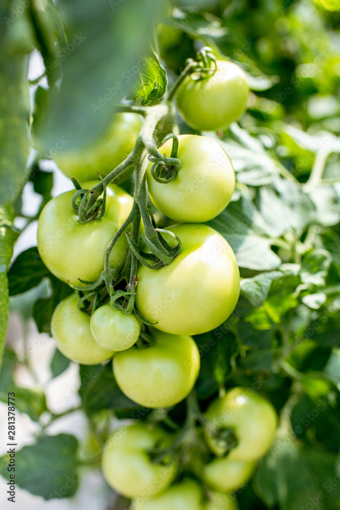 Branch with growing green cocktail tomatoes on the organic plantation, close-up view
