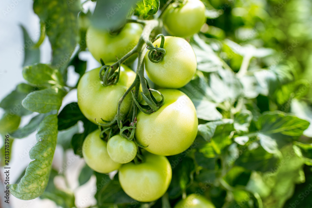 Branch with growing green cocktail tomatoes on the organic plantation, close-up view Branch with growing green cocktail tomatoes on the organic plantation, close-up view