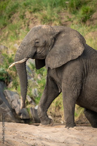 Close-up of African bush elephant climbing beach