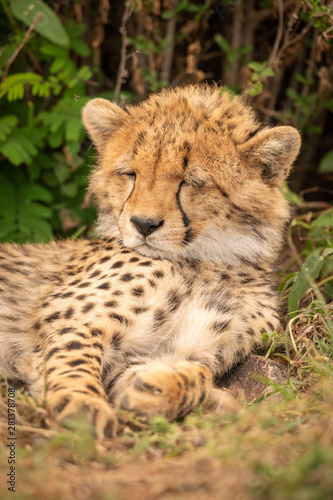 Close-up of cheetah cub asleep under bush