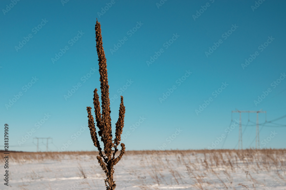 winter snowy field and a lonely plant