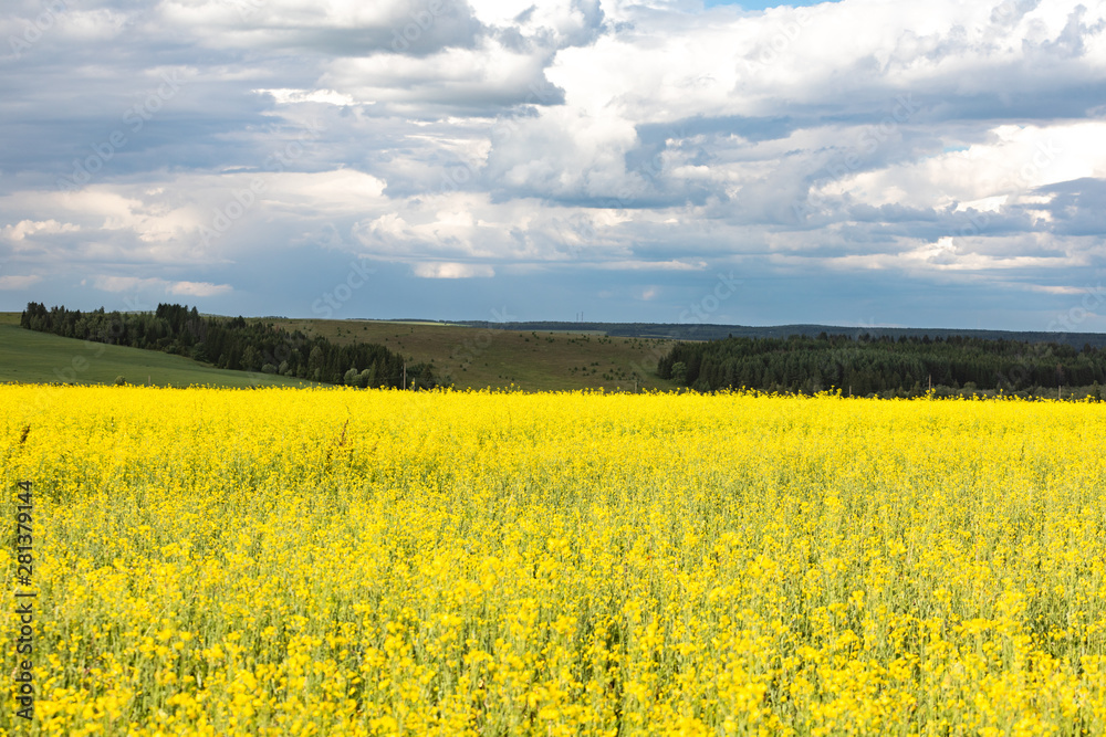 Agricultural flowering fields. Landscape with yellow and blue Agricultural flowering fields. Landscape with yellow and blue