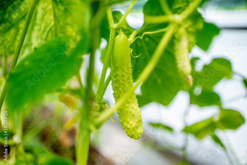 Organic plantation with growing white cucumbers, ready to harvest, close-up view