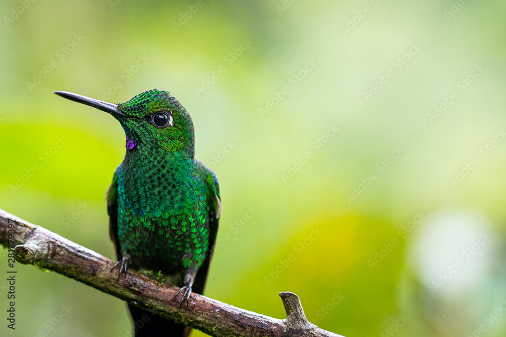 Fototapeta premium A close picture of a shiny green hummingbird sitting on a branch. These small birds are a colorful inhabitants of the rainforests, jungles and countrysides of Costa Rica.