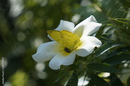 butterfly and flowers in a garden