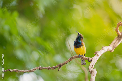 Olive-backed Sunbird (Cinnyris jugularis) perching on a branch in the garden with yellow sunlight. Copy space nature wallpaper.