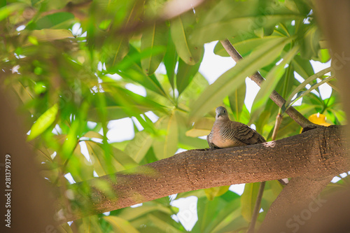 Closeup Zebra Dove (Geopelia striata) perching on branch with green nature background. photo
