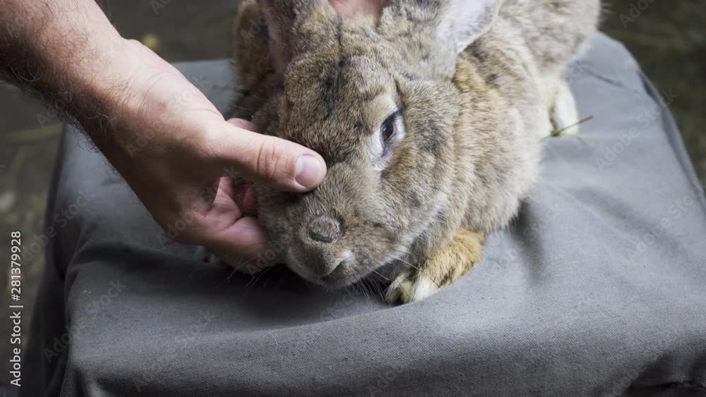 Ringworm (tinea capitis, favus). A man examines the rabbit of a patient