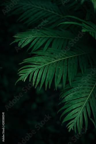 Green palm leaves with dark forest background