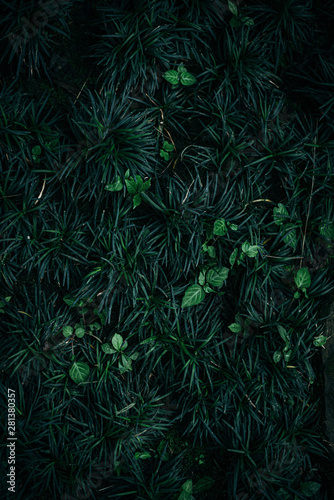 Deep green plants leaves flat lay view from above