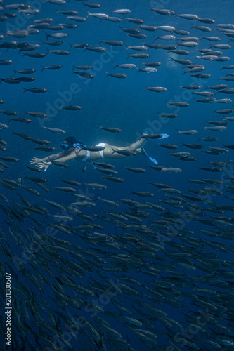 Woman in a sexy bikini enjoys diving with a massive school of sardines in Moalboal, Cebu. © SaltedLife