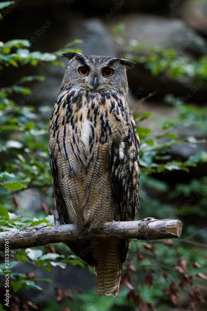 Obraz premium Uhu Sitzwarte