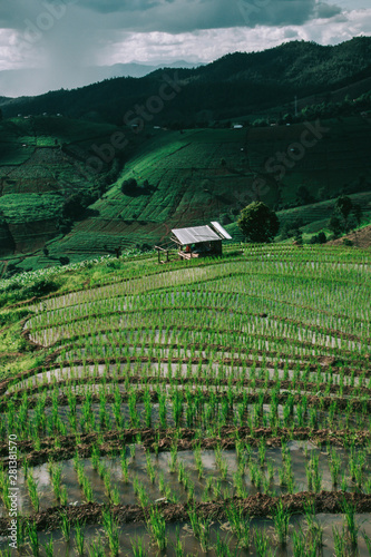 rice terraces