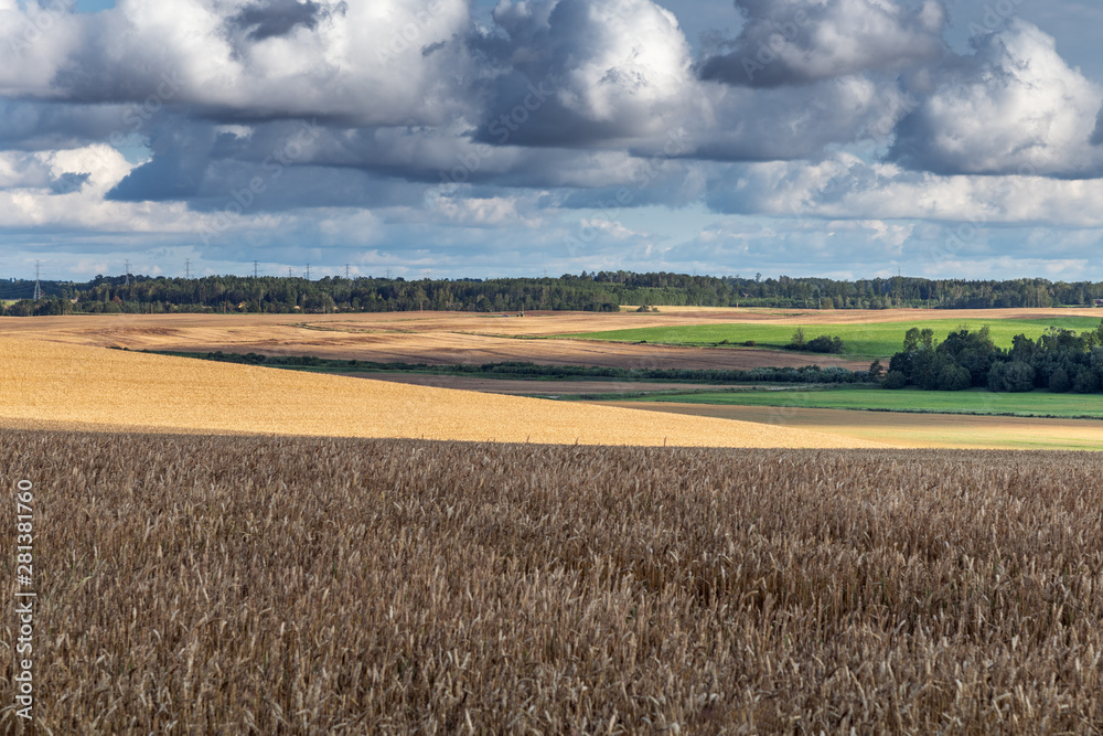 Ripe grain field in summer afternoon. Ripe grain field in summer afternoon.