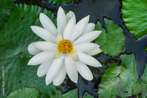 Beautiful lotus white flowers