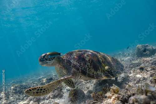 Close up view of a green sea turtle feeding on a sea grass. Green sea turtles are herbivores. The jaw is serrated to help the turtle easily chew seagrasses and algae, its primary food sources.