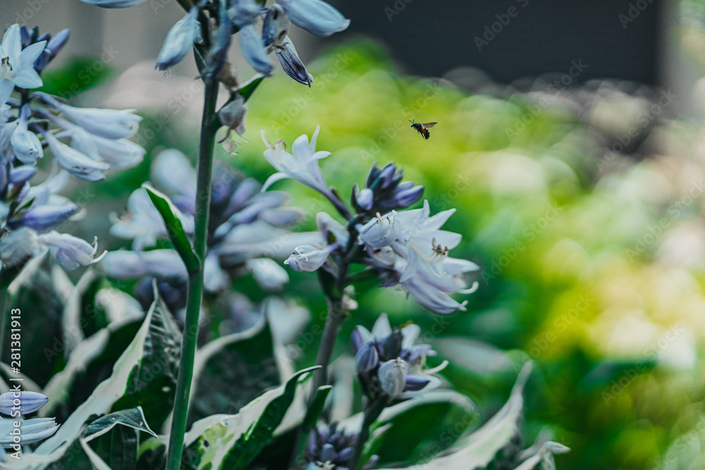 Obraz premium bee on a flower