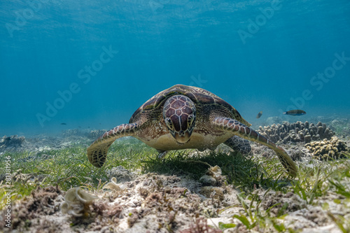 Close up view of a green sea turtle feeding on a sea grass. Green sea turtles are herbivores. The jaw is serrated to help the turtle easily chew seagrasses and algae, its primary food sources.