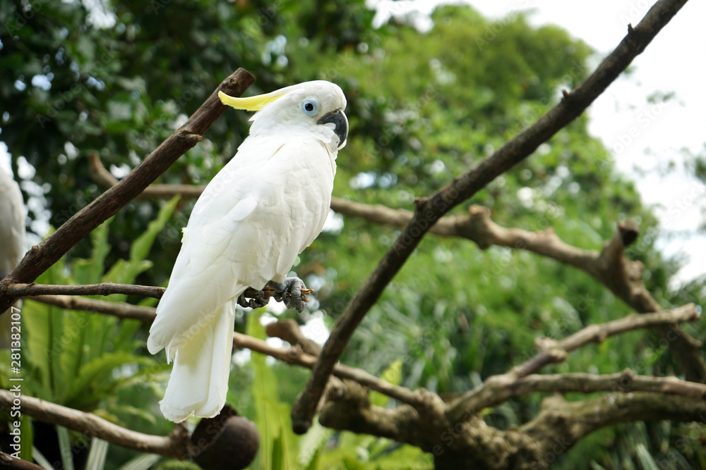 cockatoo on its perch