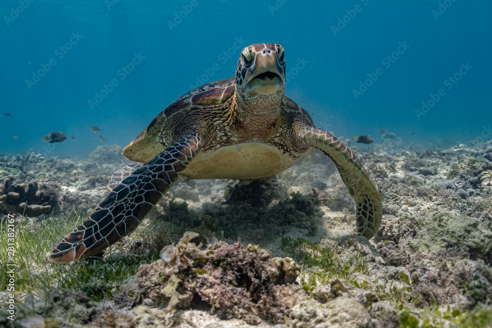 Obraz premium Close up view of a green sea turtle feeding on a sea grass. Green sea turtles are herbivores. The jaw is serrated to help the turtle easily chew seagrasses and algae, its primary food sources.