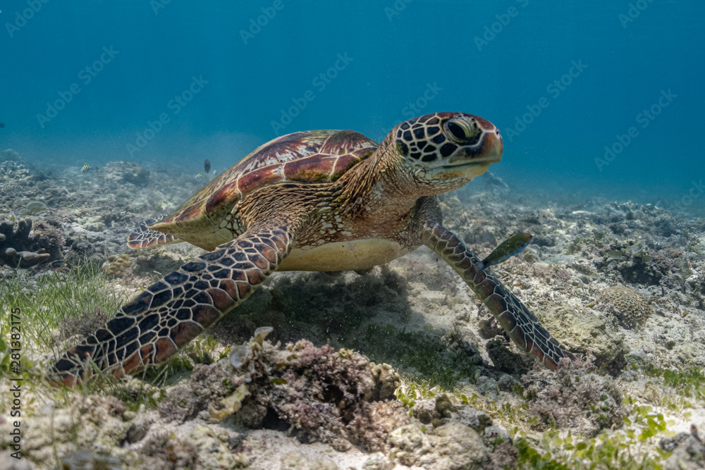 Obraz premium Close up view of a green sea turtle feeding on a sea grass. Green sea turtles are herbivores. The jaw is serrated to help the turtle easily chew seagrasses and algae, its primary food sources.