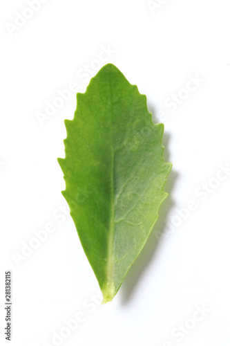 Green leaf. Isolated on a white.