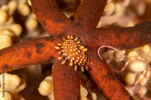 Sea star scale worm  Asterophilia carlae