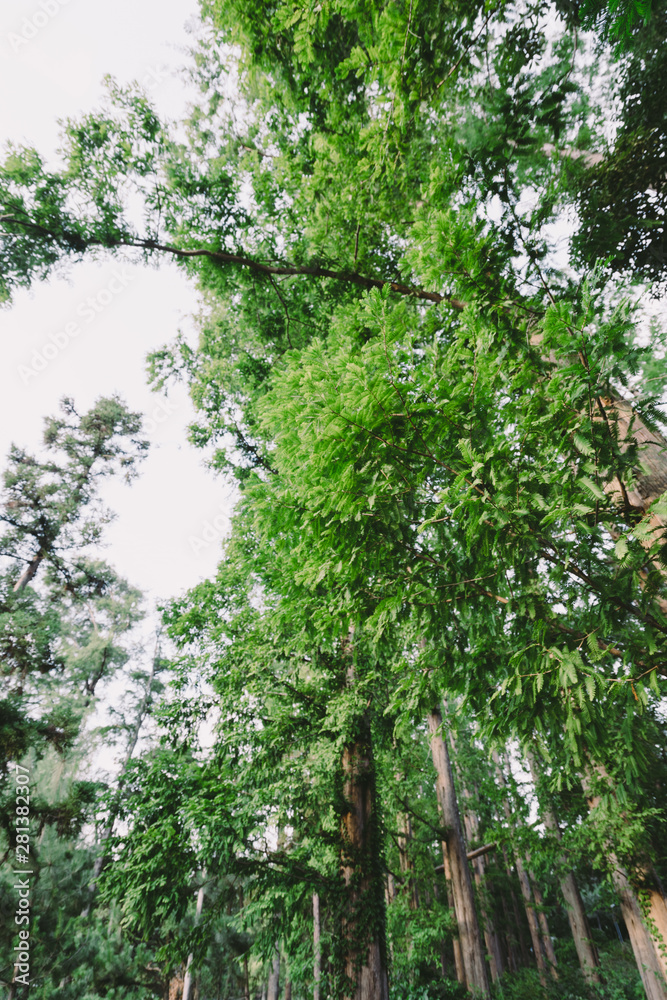 Fototapeta premium 緑地公園の風景