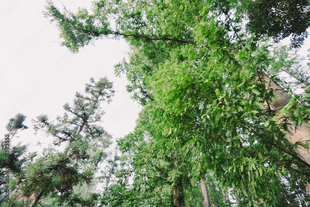 Fototapeta premium 緑地公園の風景