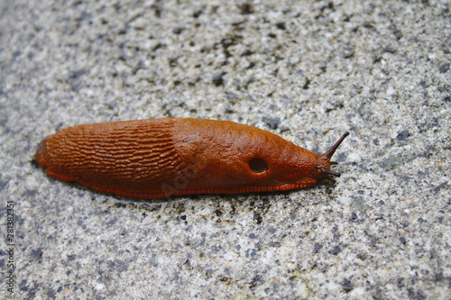 Rote Wegschnecke photo