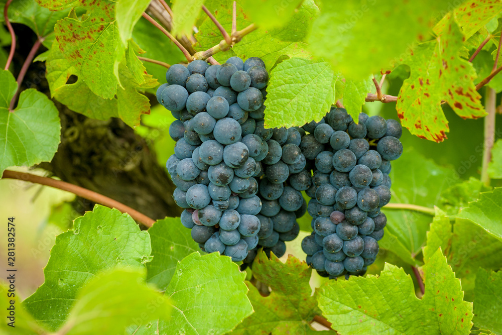 Red grapes on the vine in Moldova
