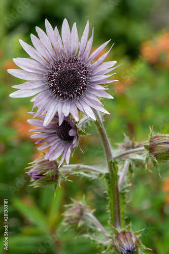 Close up of purple berkheya (berkheya purpurea) flowers in bloom photo