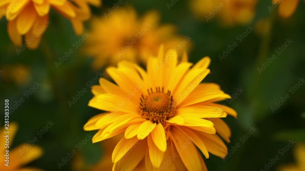 Close view of bee flying and sitting on bright yellow flowers, harvesting pollen an nectar, focus is on the flower and bee, background is blurry Close view of bee flying and sitting on bright yellow flowers, harvesting pollen an nectar, focus is on the flower and bee, background is blurry