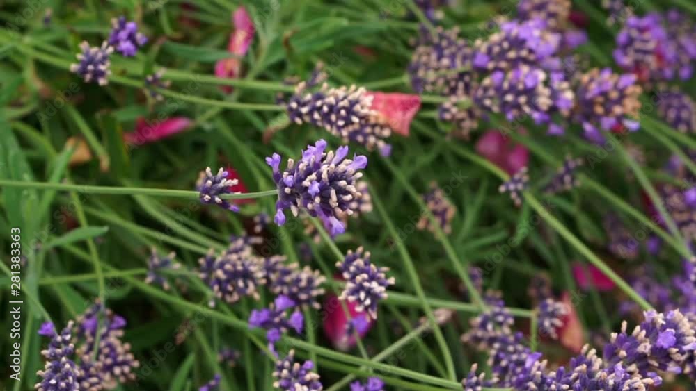 Bumblebee flying and sitting on the blossom of a purple lavender bush, harvesting and pollen Bumblebee flying and sitting on the blossom of a purple lavender bush, harvesting and pollen