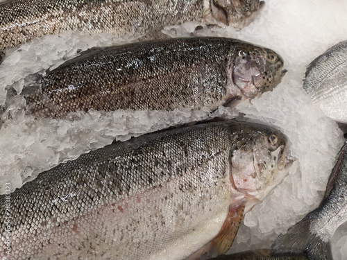 fresh fish on ice rainbow trout at seefood festival