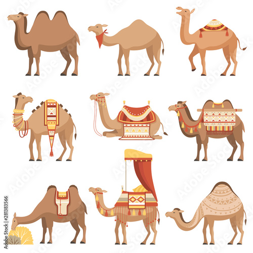 Fototapet Camels Set, Desert Animals with Bridles and Saddles Decorated with Ethnic Orname