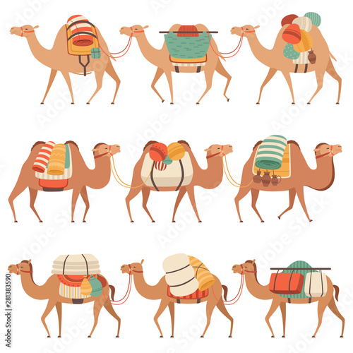 Camels Set  Desert Animals Walking with Heavy Load  Side View Vector Illustration