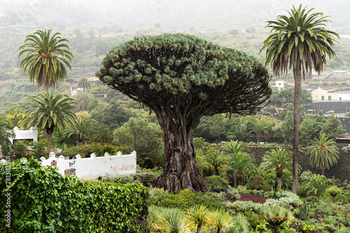 View to botanical garden and famous millennial tree Drago in Icod de los VInos, Tenerife, Canary Islands