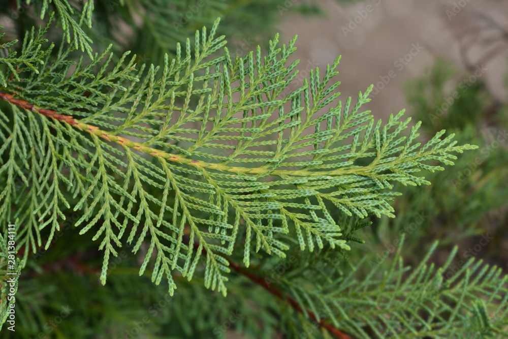 Leyland cypress Leyland cypress