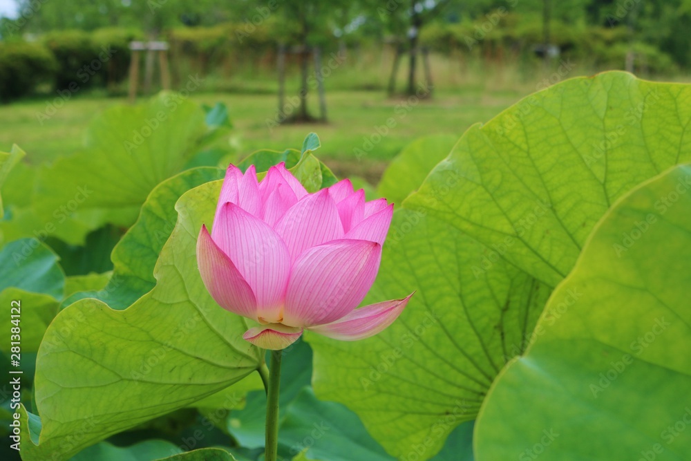 花 大賀ハス 夏 茨城 花 大賀ハス 夏 茨城