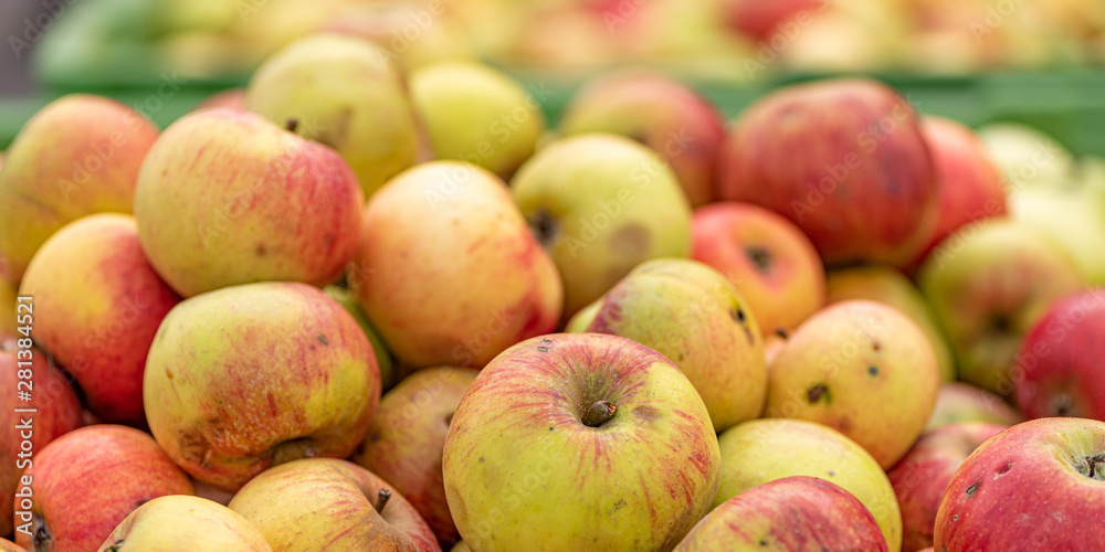 Many ripe fall apples in a container in autumn Many ripe fall apples in a container in autumn