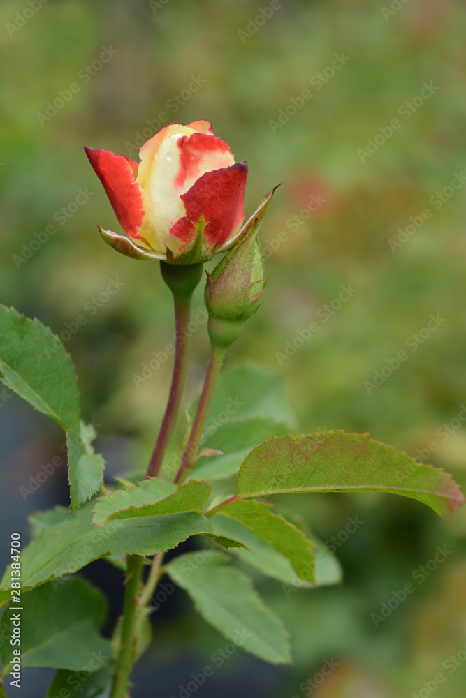 Origami Floribunda rose