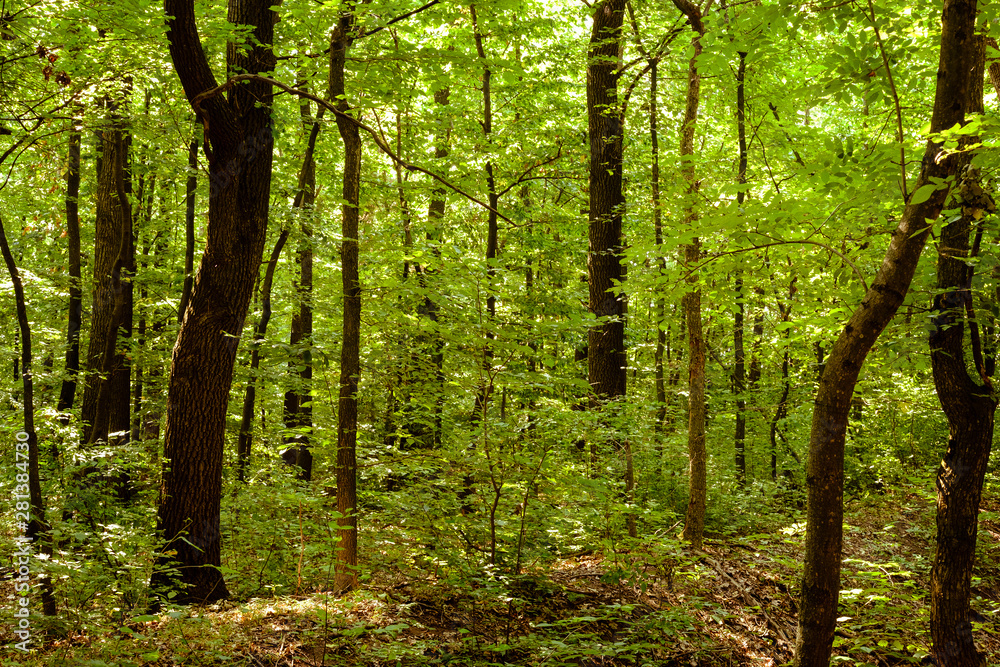 Beautiful linden forest with nice warm sunlight