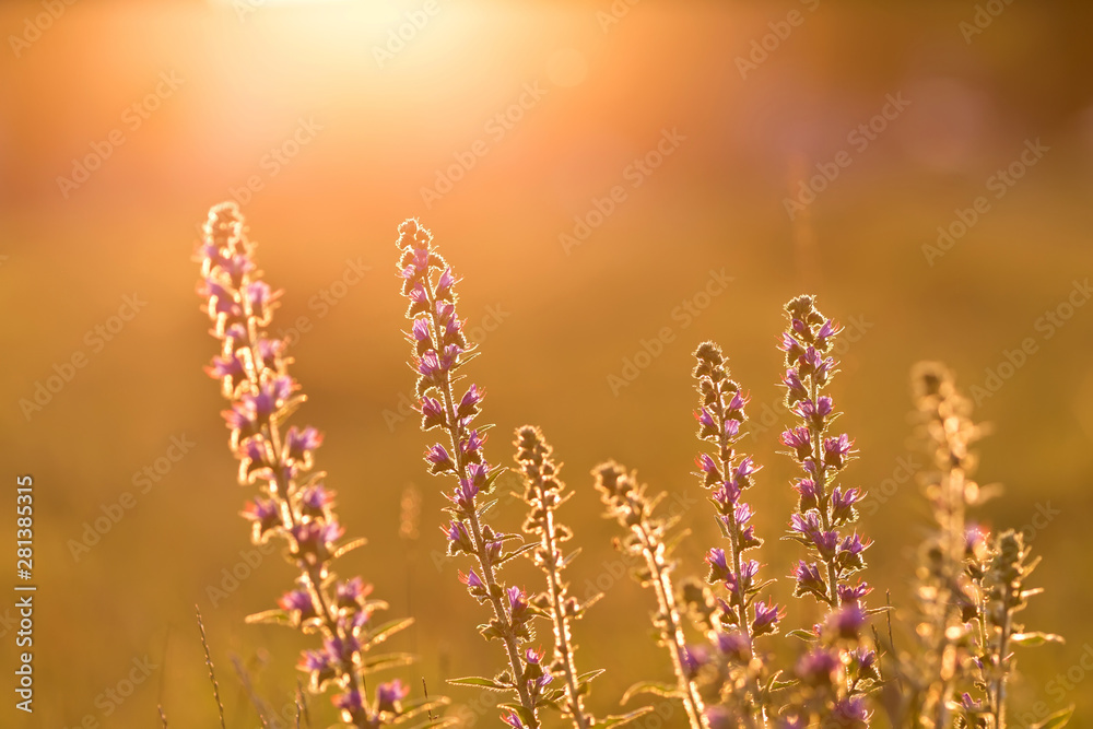 Purple flower, sunset Purple flower, sunset