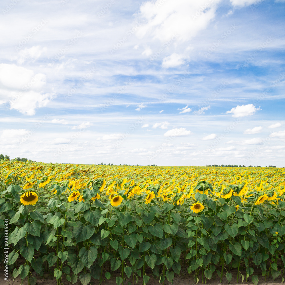 A field with sunflowers. Summer landscape