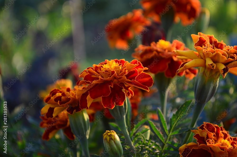 Beautiful marigold flowers with bright green leaves in the sun rise Beautiful marigold flowers with bright green leaves in the sun rise