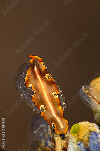 The flatworms, flat worms, Platyhelminthes, Plathelminthes, or platyhelminths are a phylum of relatively simple bilaterian, unsegmented, soft-bodied invertebrates photo