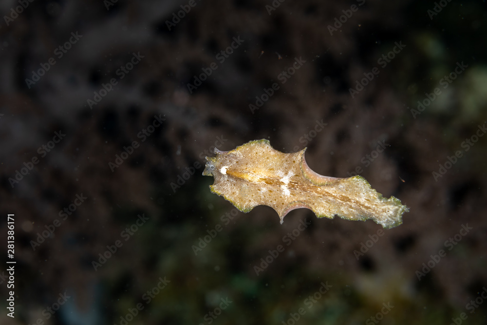 The flatworms, flat worms, Platyhelminthes, Plathelminthes, or platyhelminths are a phylum of relatively simple bilaterian, unsegmented, soft-bodied invertebrates The flatworms, flat worms, Platyhelminthes, Plathelminthes, or platyhelminths are a phylum of relatively simple bilaterian, unsegmented, soft-bodied invertebrates