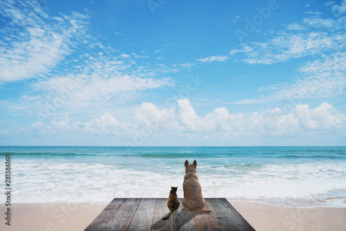 dog and cat are waiting for the owner on wood bridge