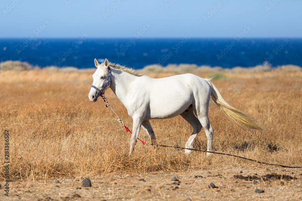 white beautiful horse white beautiful horse